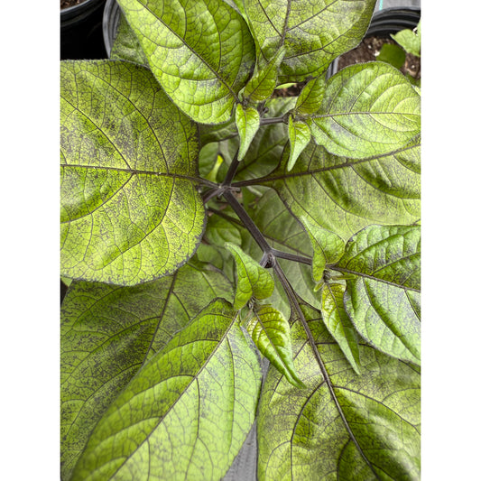 Graines de piment doux violet Faddas