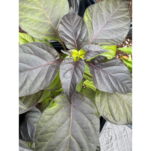 Fidaglo Roxa Hot Pepper Seeds