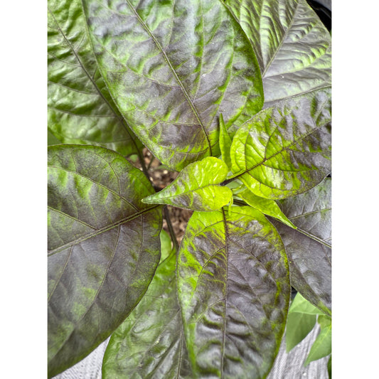 Graines de piment fort Freedom F2