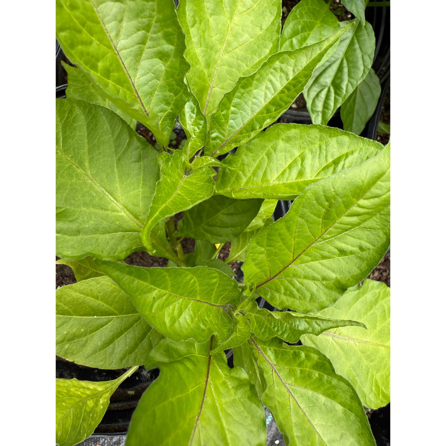 Graines de piment fort jaune funky