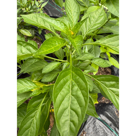 Graines de piment long des Galapagos