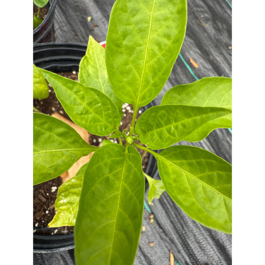 Gochujang King Hot Pepper Seeds