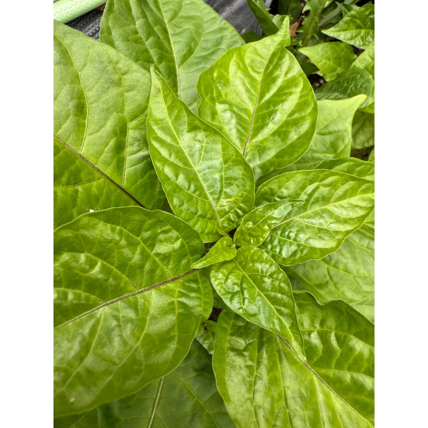 Graines de piment fort God Stopper