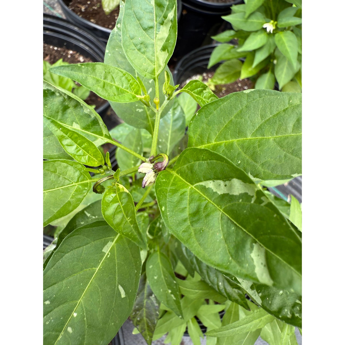 Graines de piment fort Golden Nugget