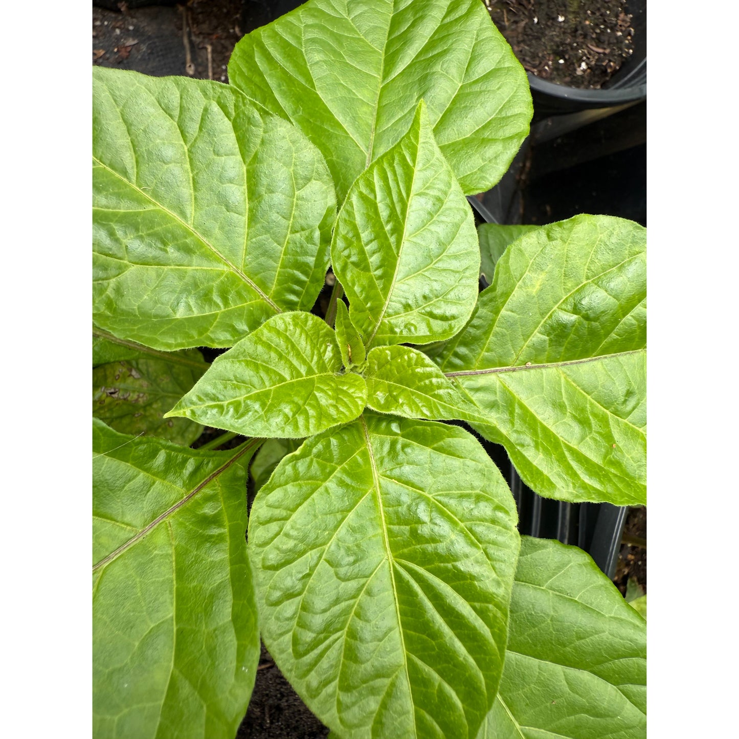 Graines de piment noir de Guadalupe