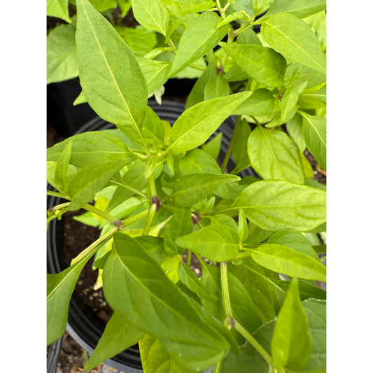 Guam Boonies Hot Pepper Seeds