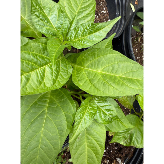 Habanero - Ecuador Sweet Hot Pepper Seeds