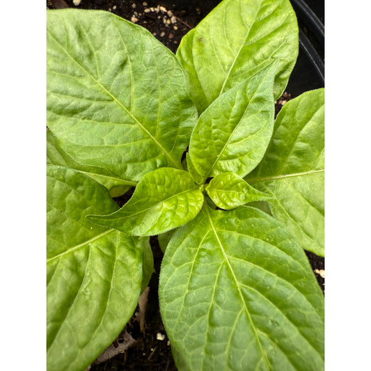 Habanero - Pink Hot Pepper Seeds