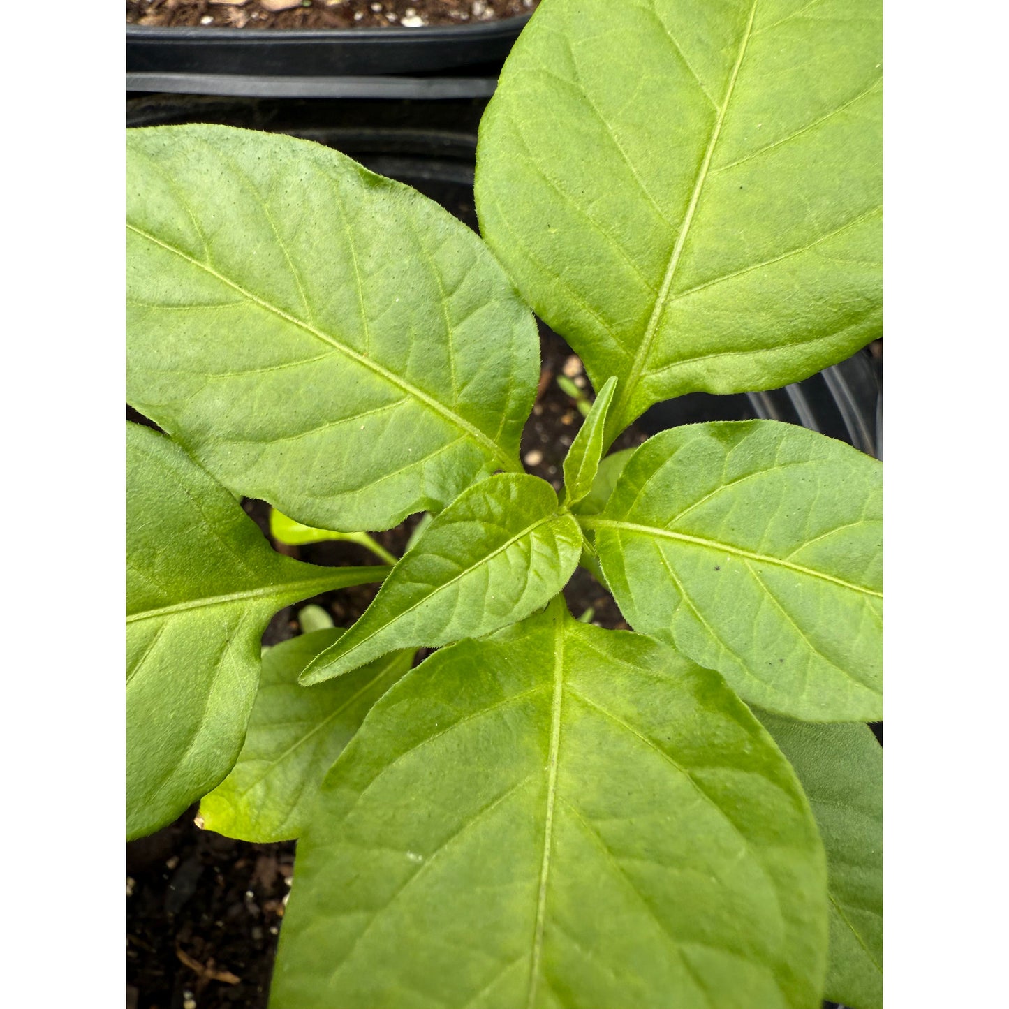 Habanero - Moutarde pointue - Graines de piment fort