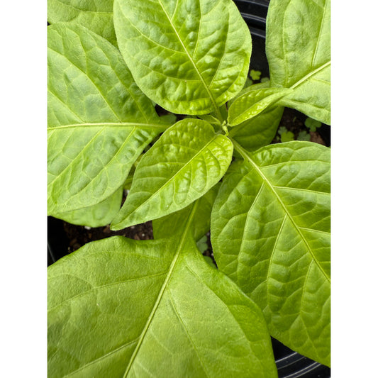 Habanero - Roatan Hot Pepper Seeds