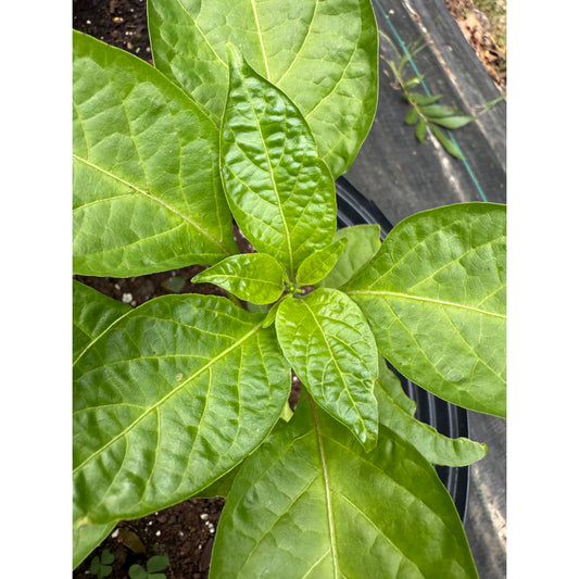 Habanero - St Martin  Hot Pepper Seeds