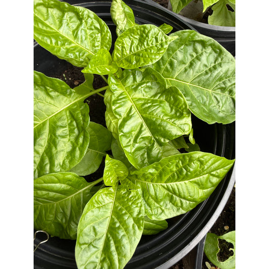 Habanero - St Martinique Hot Pepper Seeds