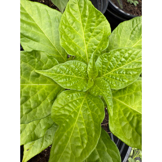 Habanero  - Venezuelan Sweet Hot Pepper Seeds