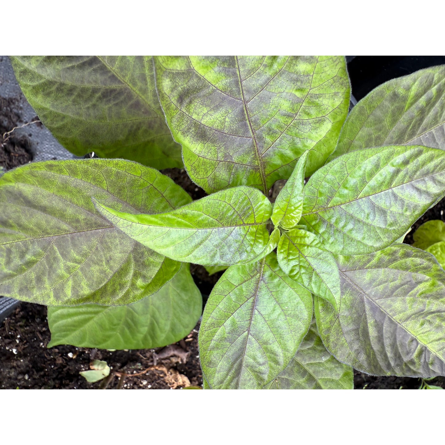 Hallows Eve - Hot Pepper Seeds