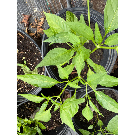 Hangjiao - Afterglow Hot Pepper Seeds