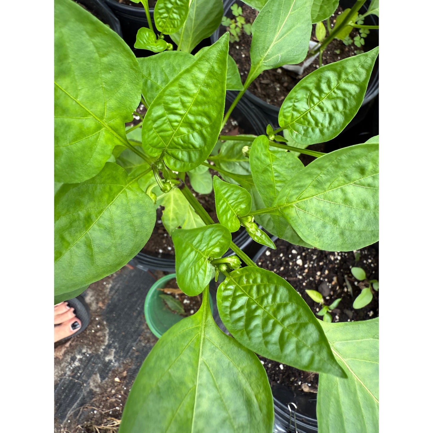 Graines de piment Hangjiao 9 Big Bang Space Chile - Piments forts