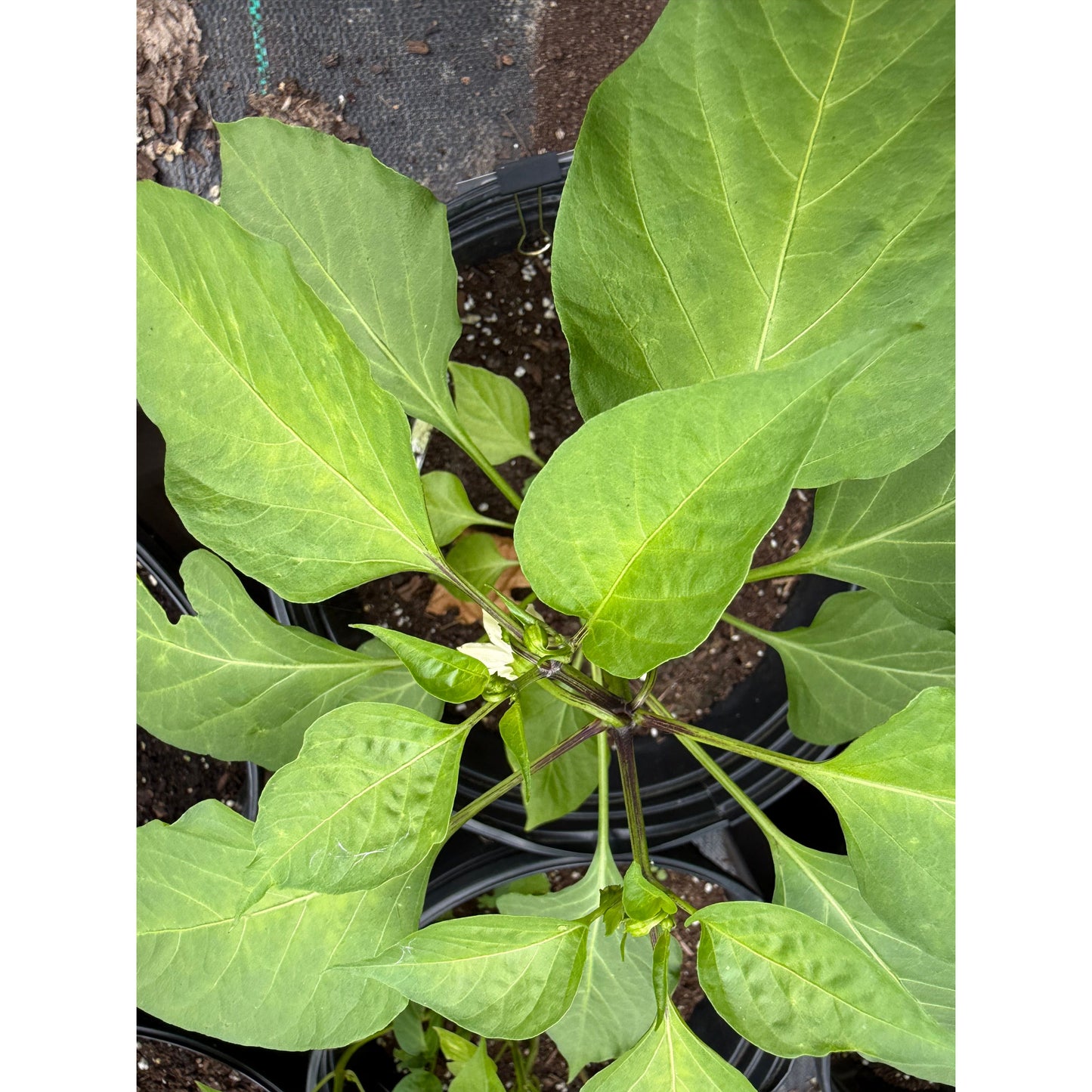 Graines de piment vert fort Hatch