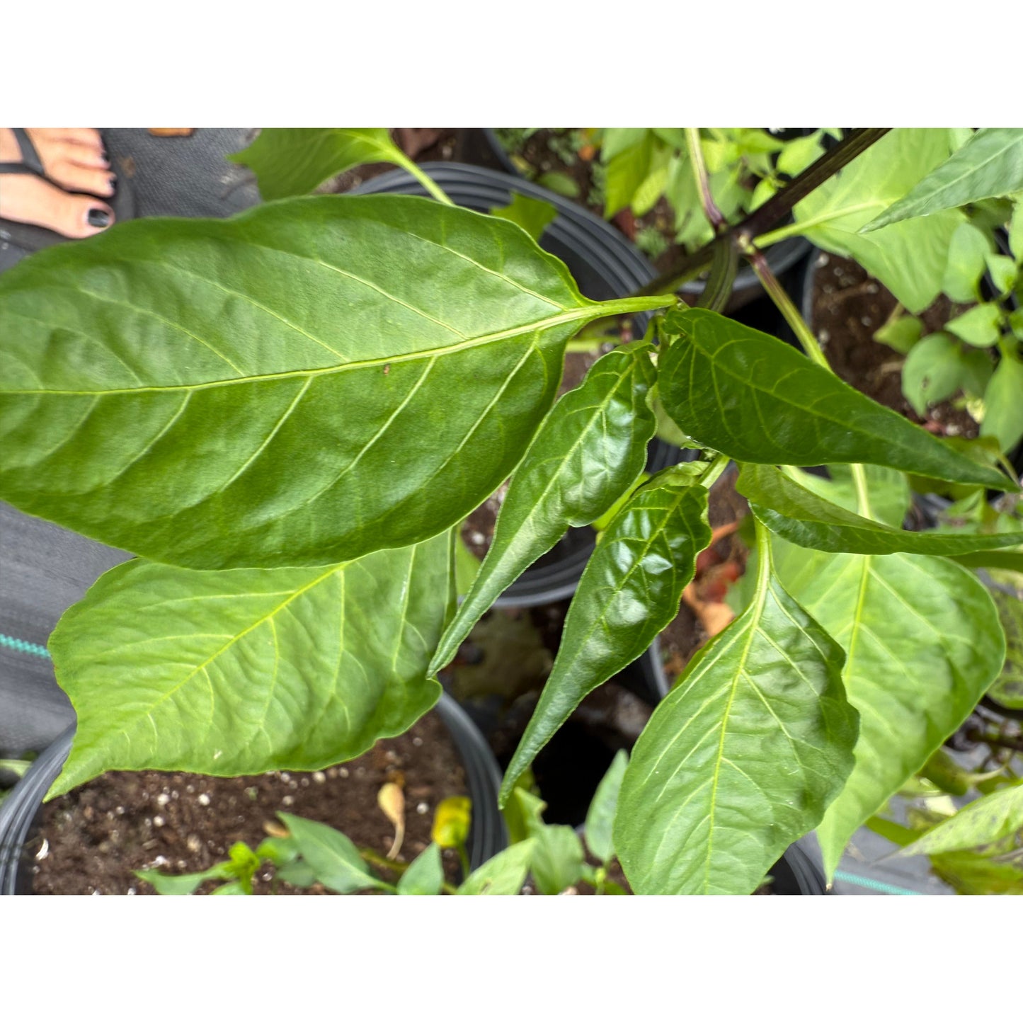Graines de piment fort Holy Mole