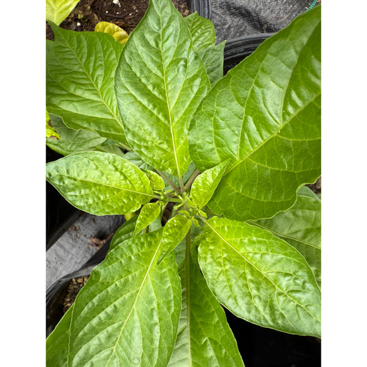 Graines de piment rouge Hydra