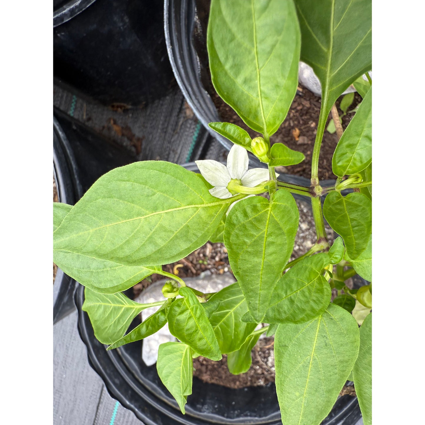 Jalapeño - Caloro (Yellow) - Hot Pepper Seeds