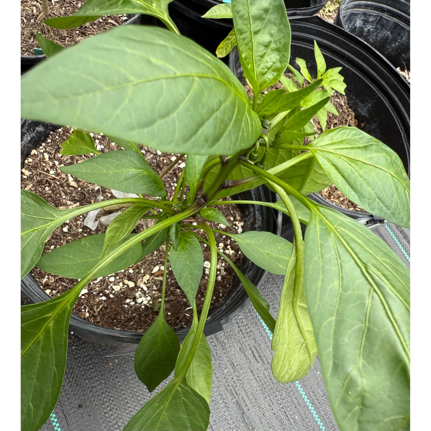 Graines de piment Jalapeño - Dieghito