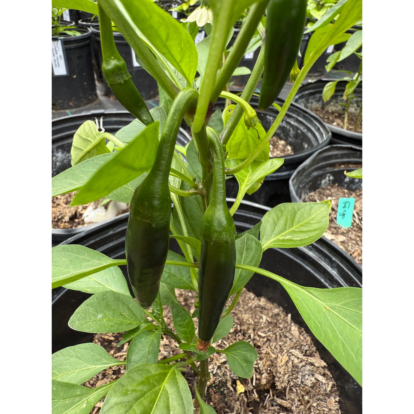 Jalapeño - Fuego Hot Pepper Seeds