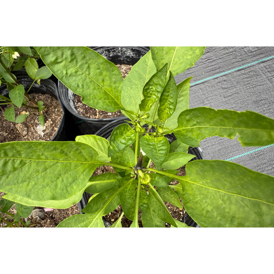 Jalapeño - Graines de piment orange géant