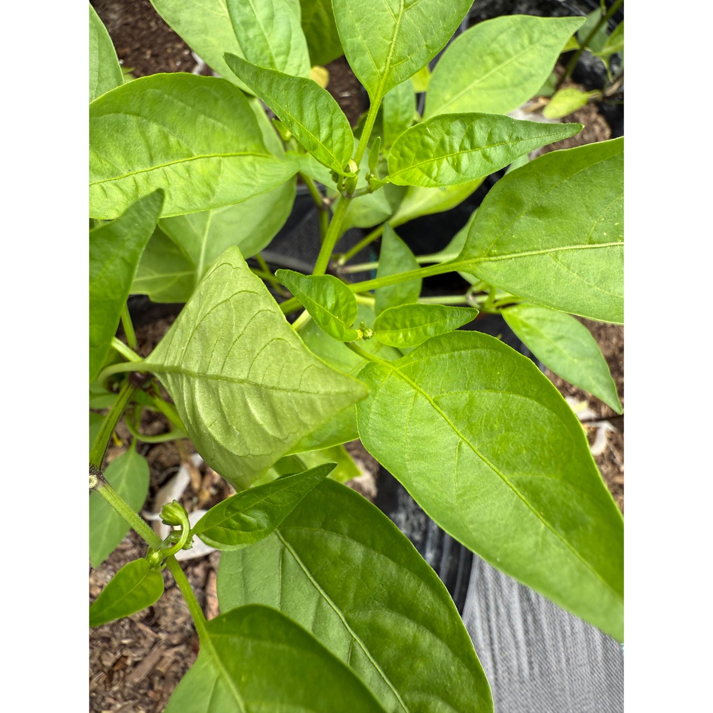 Jalapeño - Épices citronnées - Graines de piment fort