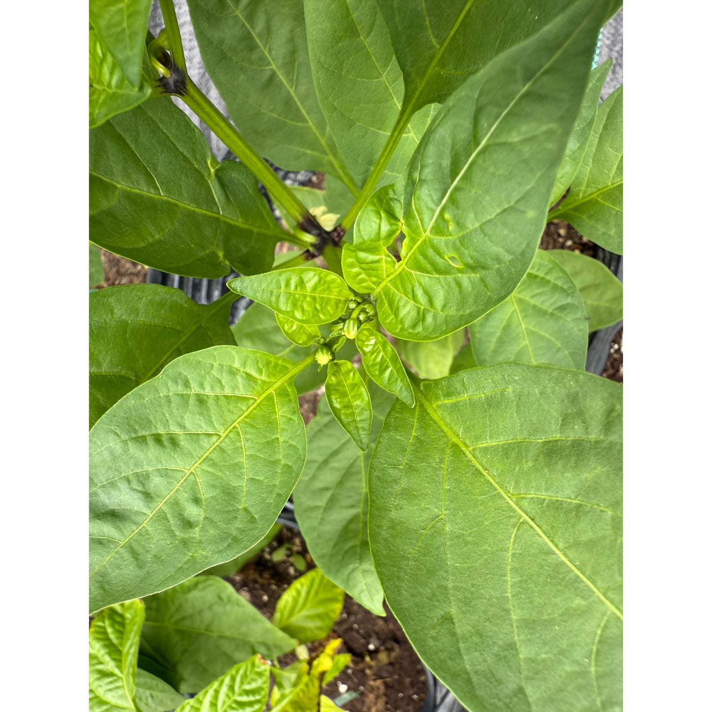 Graines de piment jalapeño - épices à la citrouille