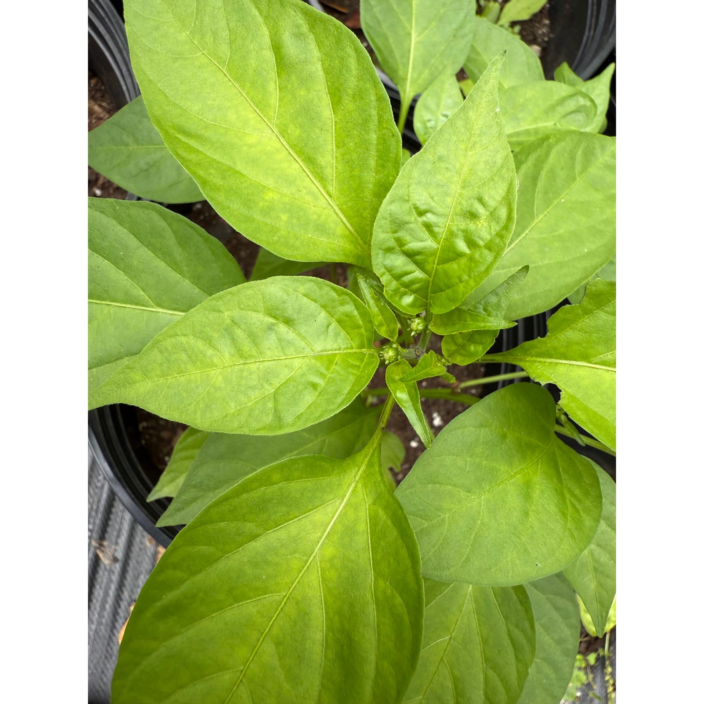 Graines de piment Jalapeño - Tam