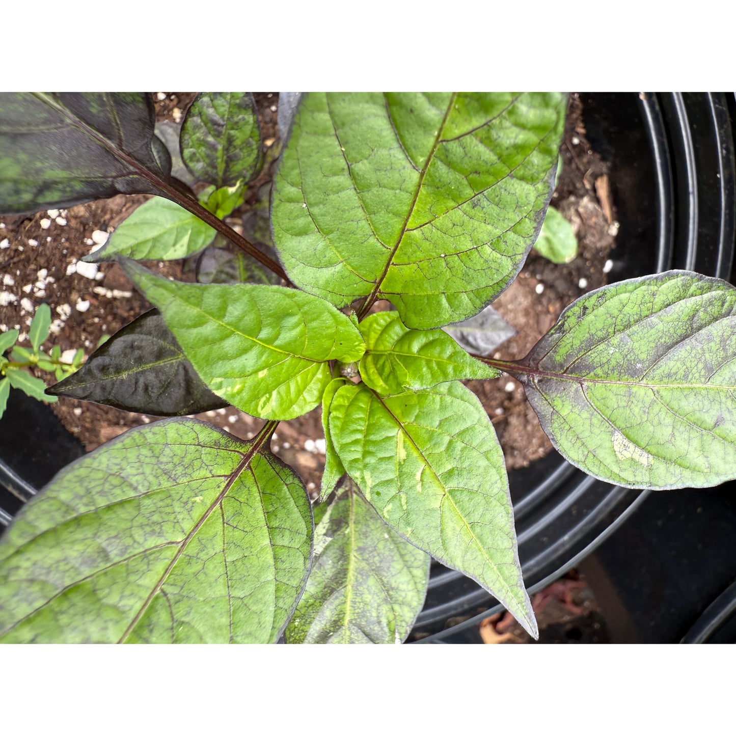 Graines de piment jalapeño - piment tigre