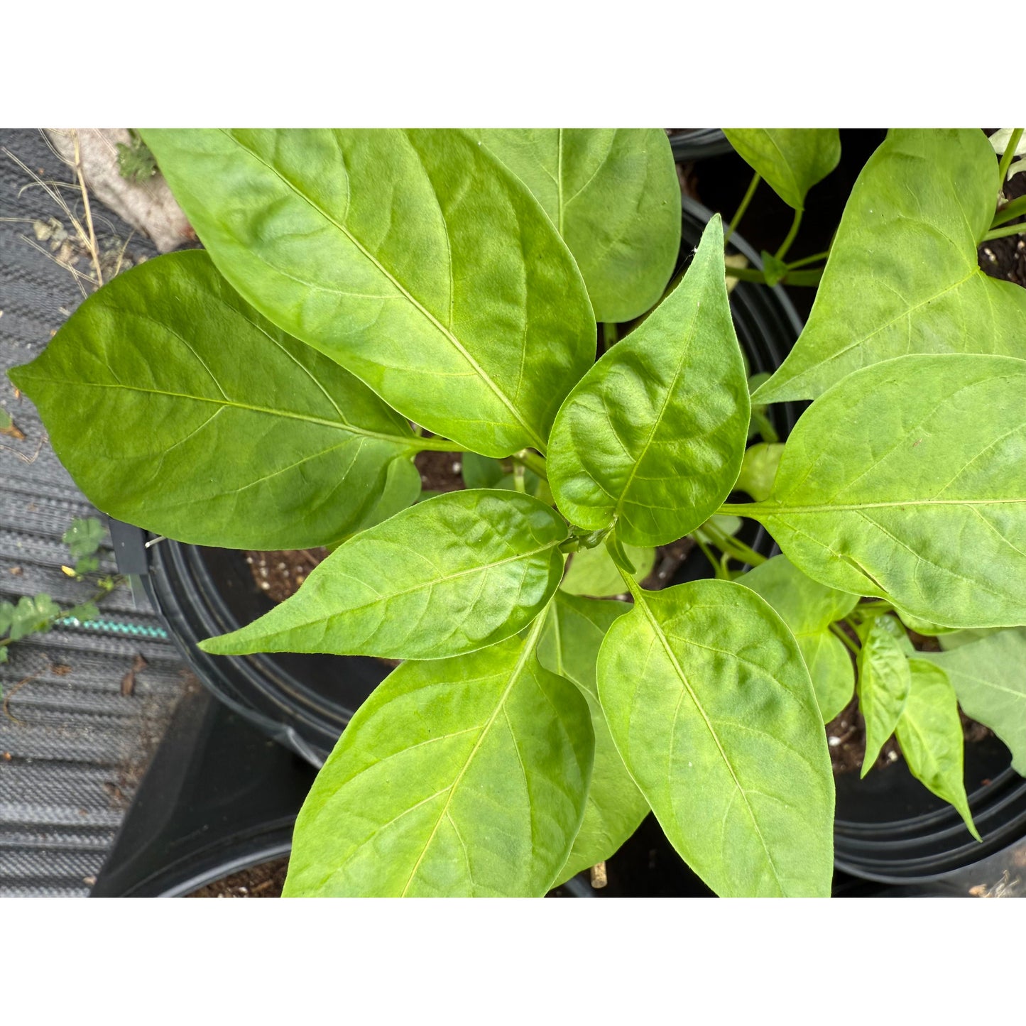 Jalapeño - Graines de piment zapotèque