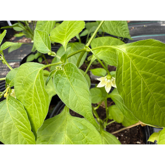 Jamaican Mushroom Cap - Red Hot Pepper Seeds