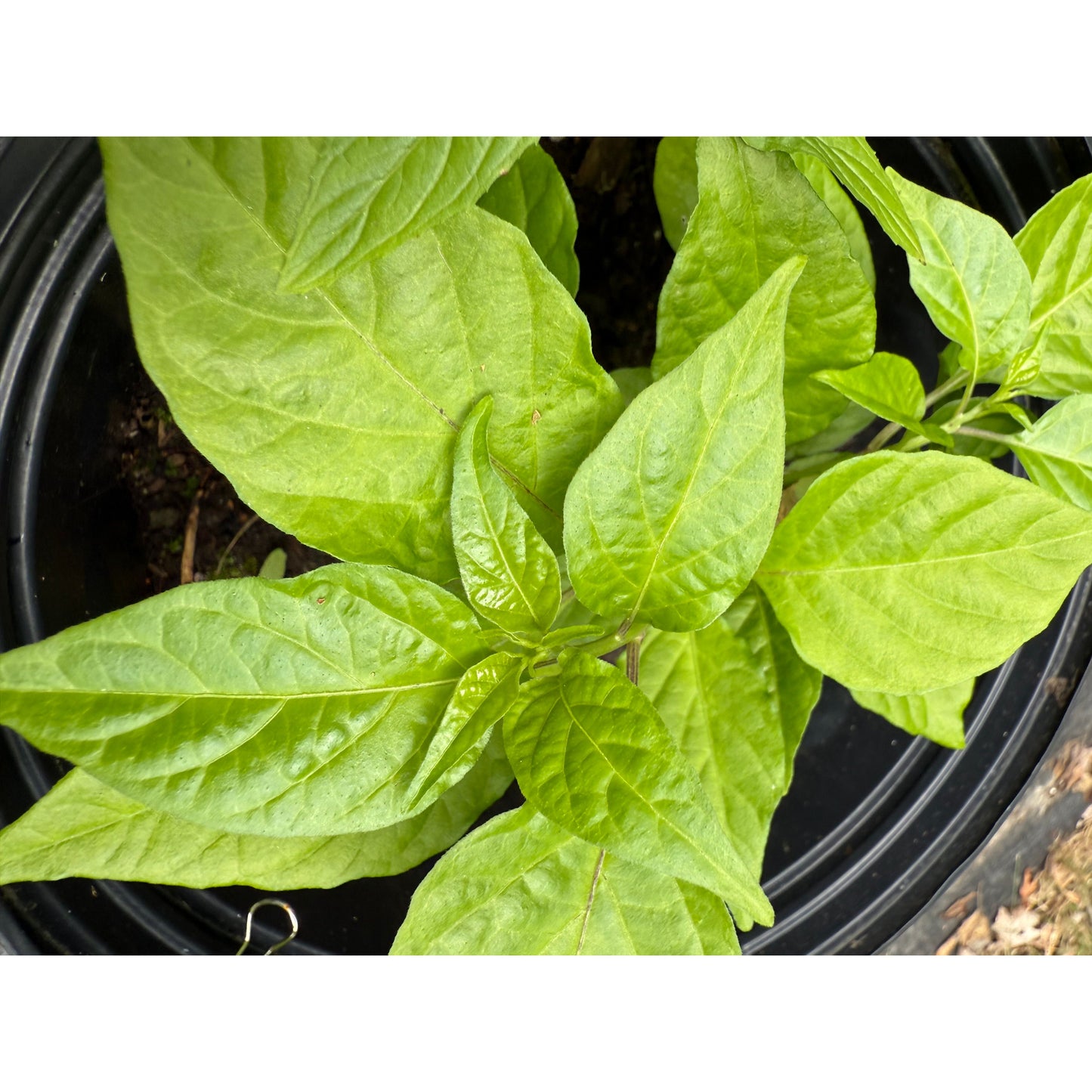Graines de piment fort Jayboc Butterscotch