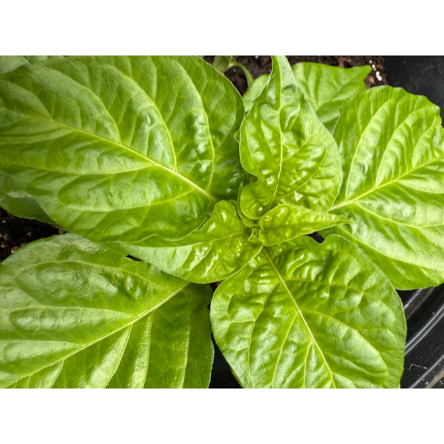 Graines de piments forts Jay's Orange Ghost Scorpion