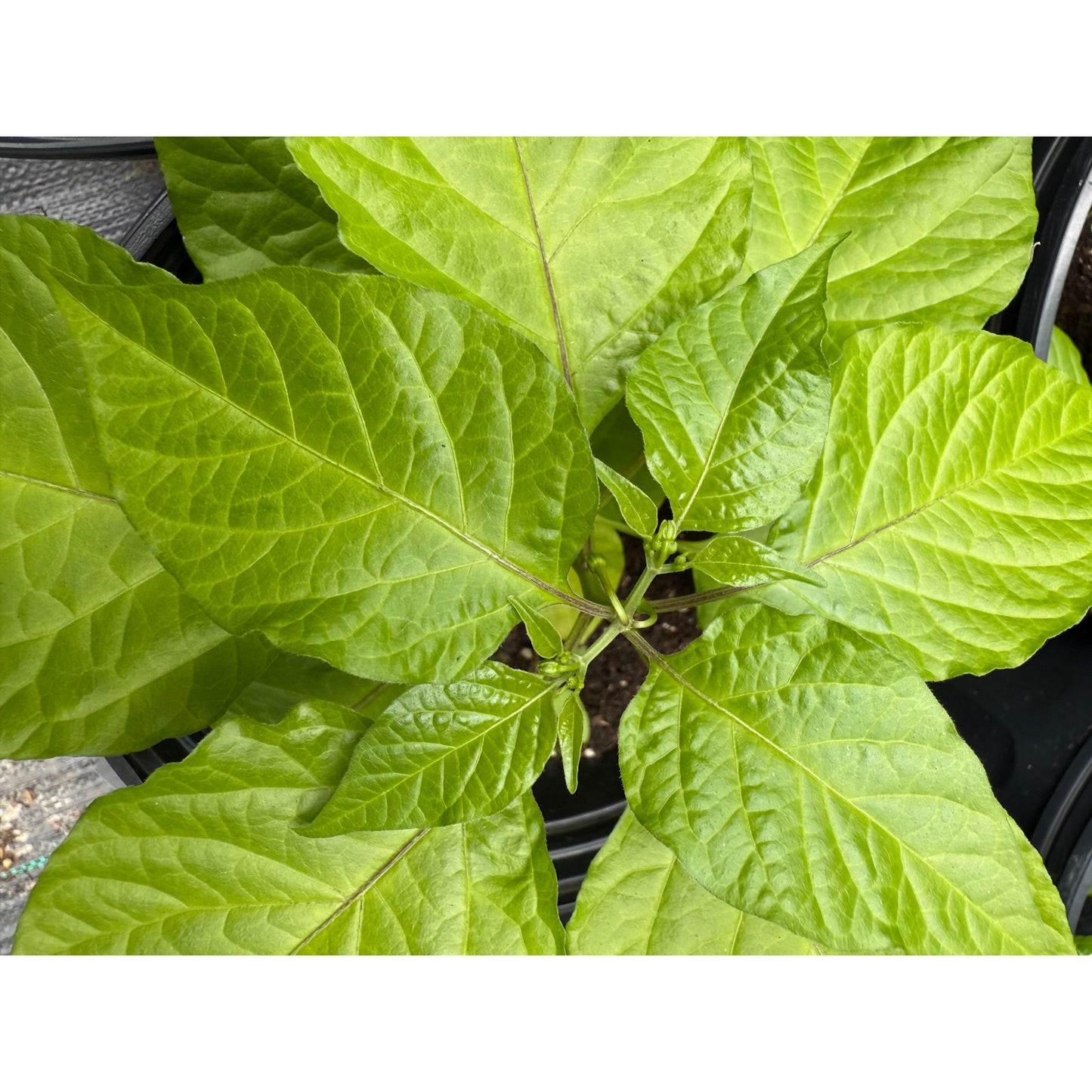 Graines de piment fort Jay's Red Ghost Scorpion