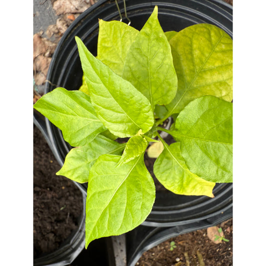 Graines de piment orange Morangum de Jes