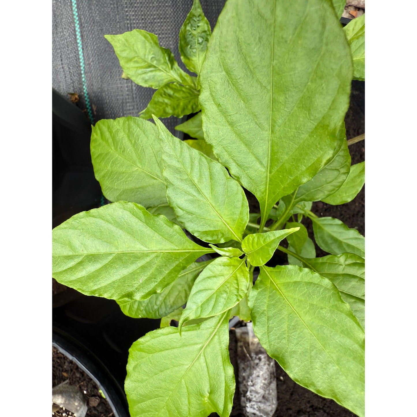 Graines de piment fort rose-violet de Jes's Morangum