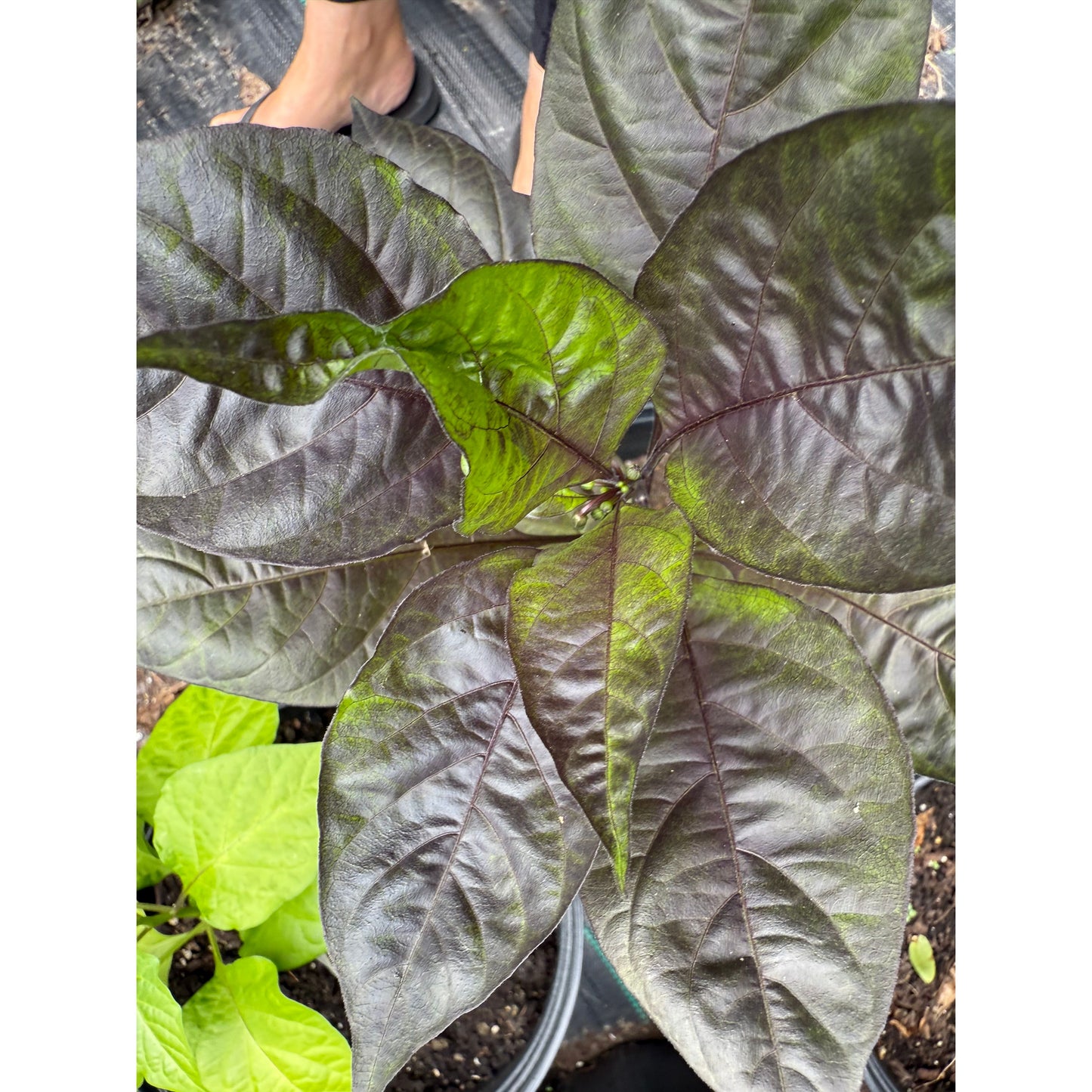 Graines de piment rouge Morangum de Jes