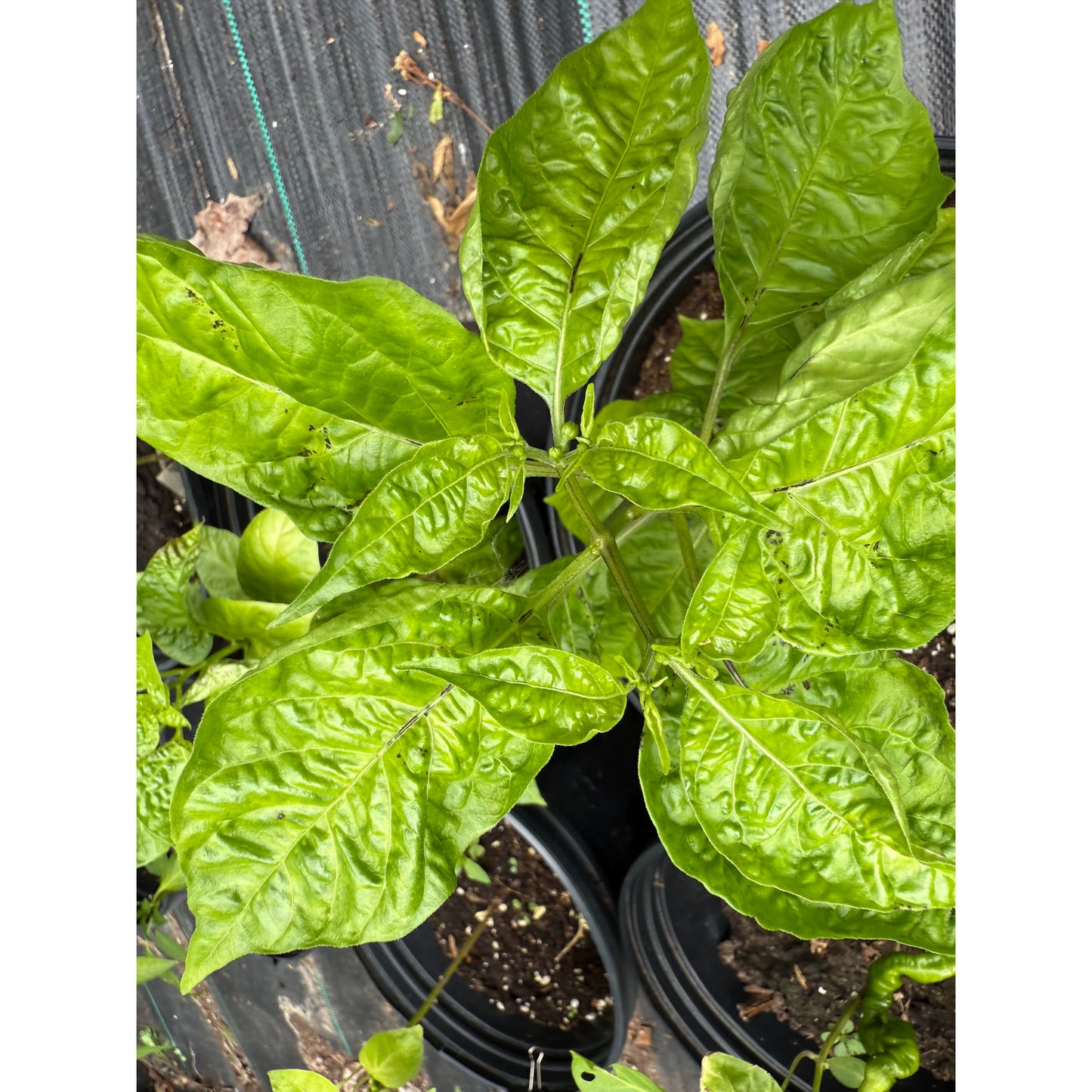 Graines de piment Scotch Bonnet jamaïcain - Chocolat