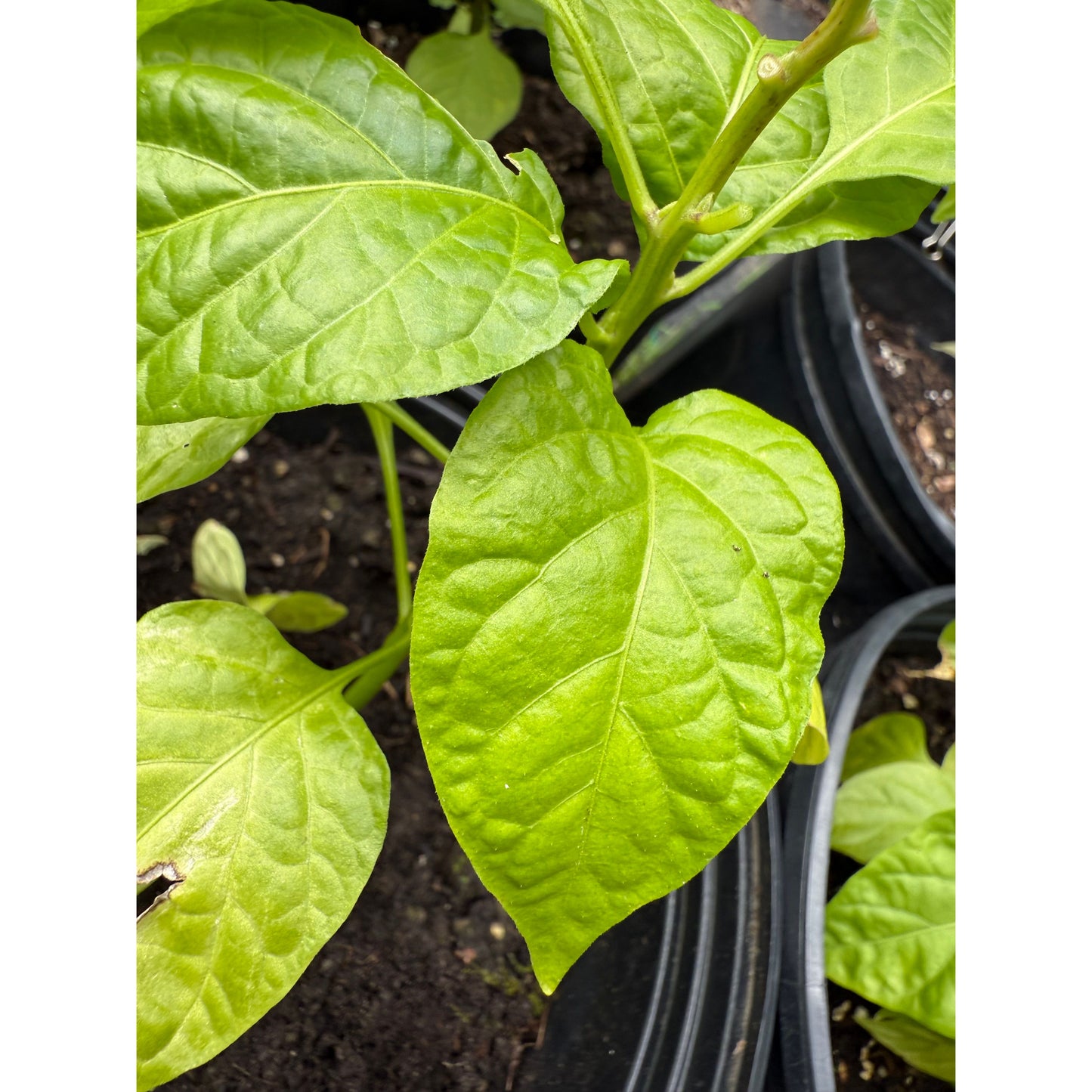 Graines de piment Scotch Bonnet jamaïcain - Pêche - Piment fort