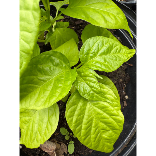 Jamaican Scotch Bonnet - Pink Hot Pepper Seeds