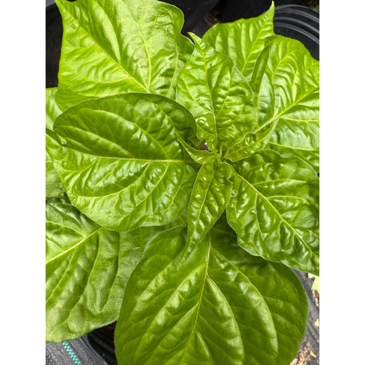 Jamaican Scotch Bonnet Sweet - Red Hot Pepper Seeds