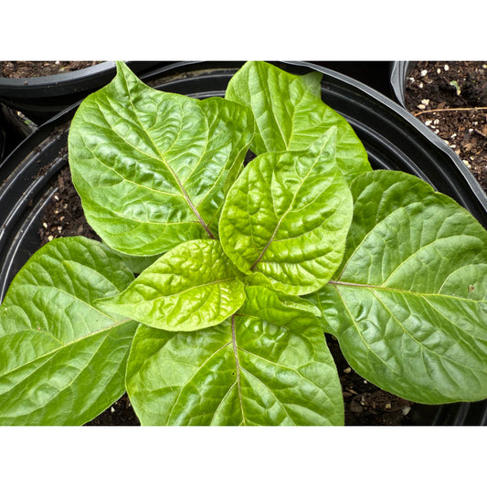 King Naga - Yellow Hot Pepper Seeds