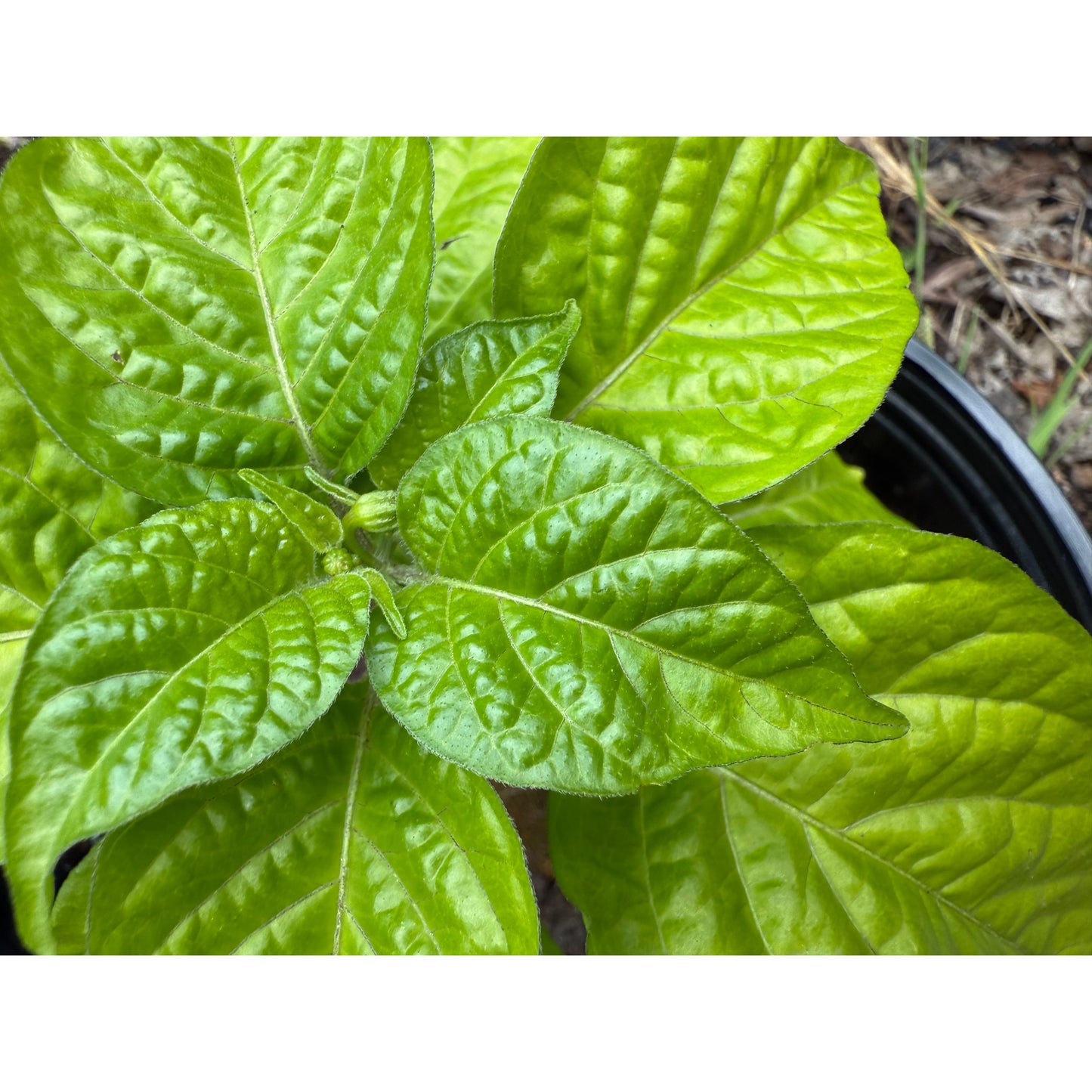 Graines de piment fort KS Lemon Starrburst
