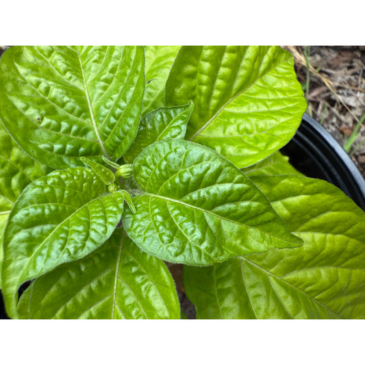 Graines de piment fort KS Lemon Starrburst