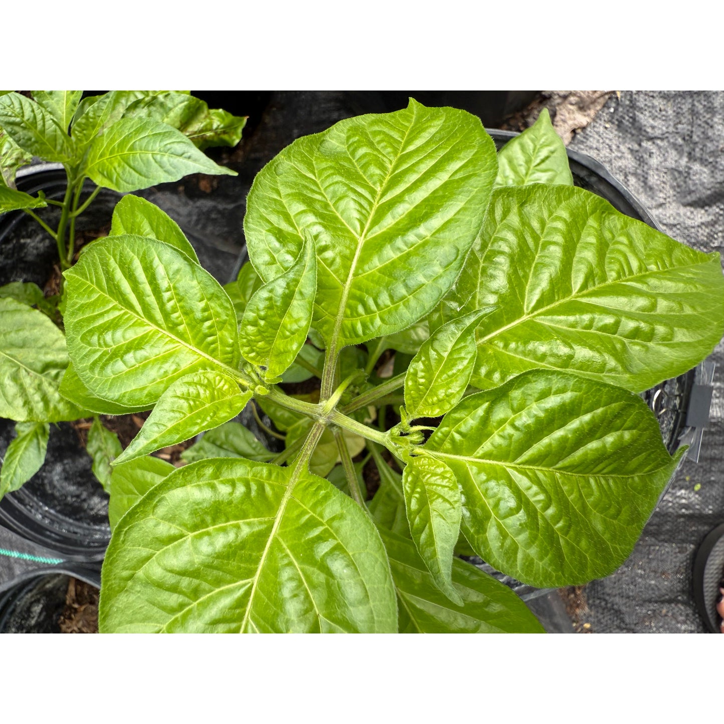 Graines de piment fort KS Scarlet Rose