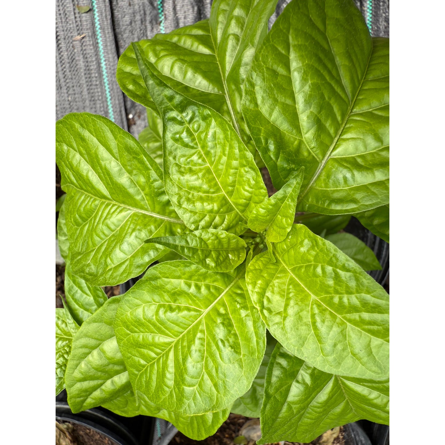 Graines de piment fort KS Starracha Hornet Longtail
