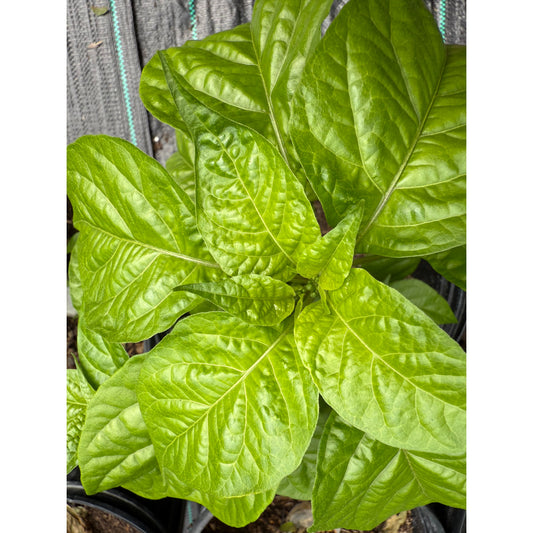Graines de piment fort KS Starracha Hornet Longtail
