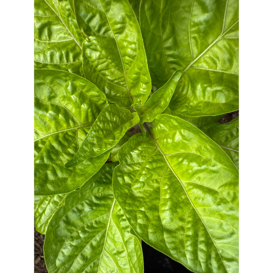 Graines de piment fort KS Texas Chocolate Bonnet